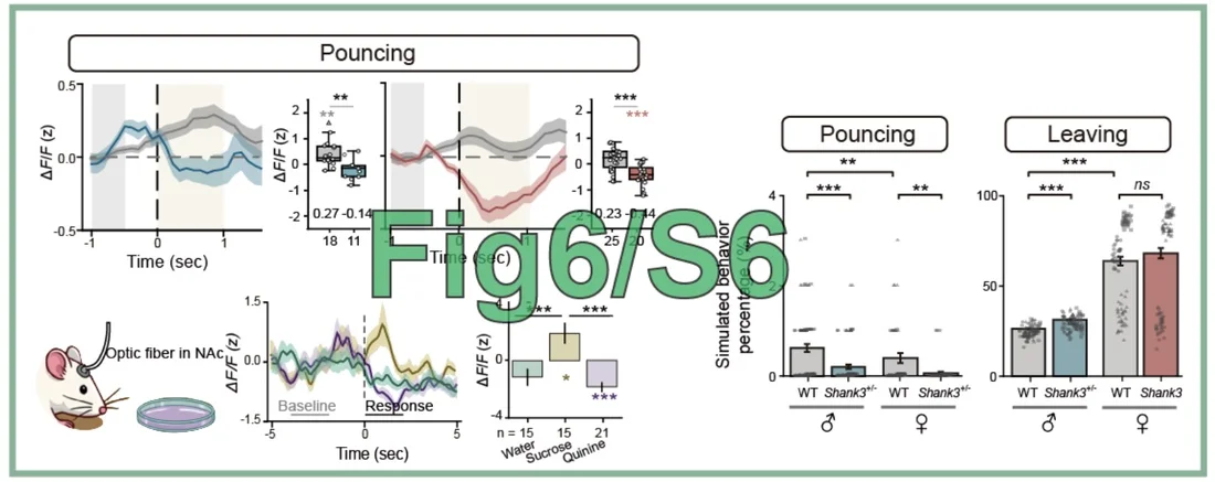 Fig6_S6
